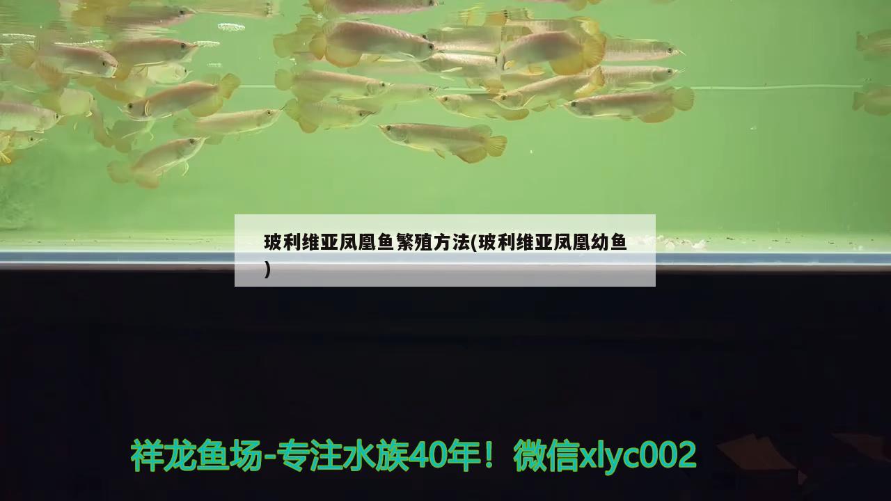 玻利维亚凤凰鱼繁殖方法(玻利维亚凤凰幼鱼) 观赏鱼