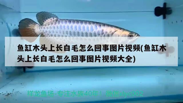 鱼缸木头上长白毛怎么回事图片视频(鱼缸木头上长白毛怎么回事图片视频大全) 白写锦鲤鱼