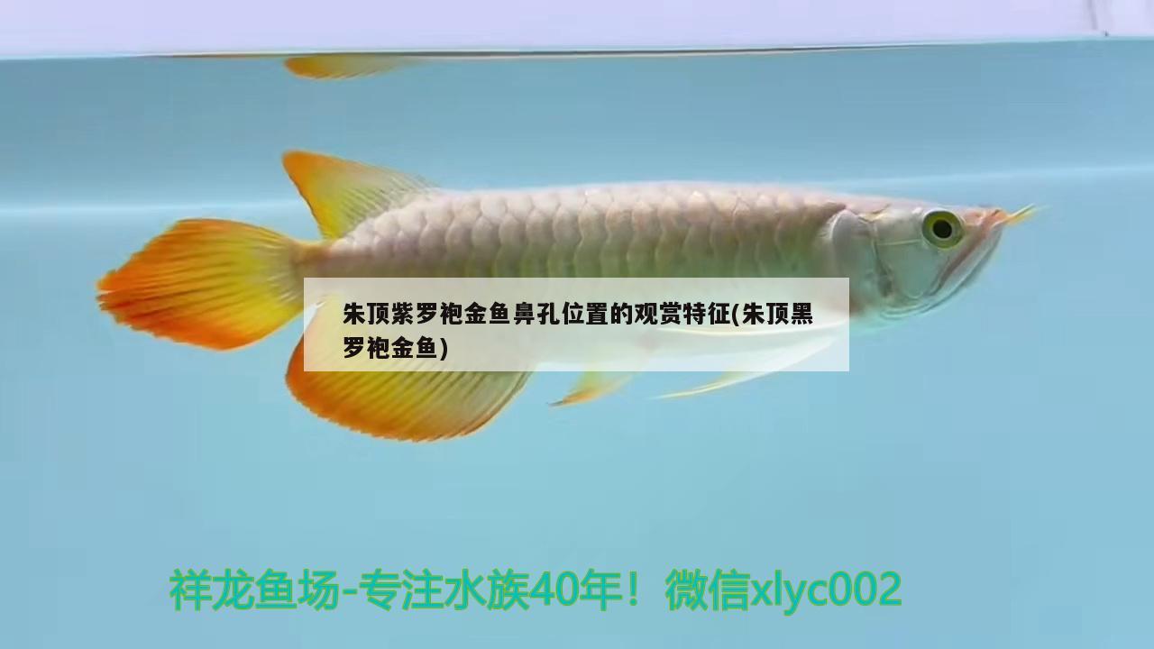 朱顶紫罗袍金鱼鼻孔位置的观赏特征(朱顶黑罗袍金鱼)