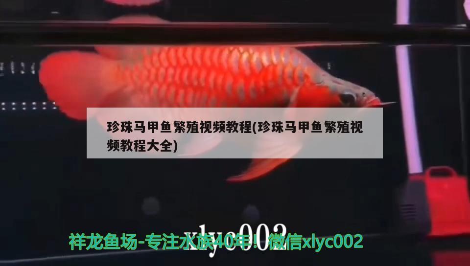 珍珠马甲鱼繁殖视频教程(珍珠马甲鱼繁殖视频教程大全) 观赏鱼