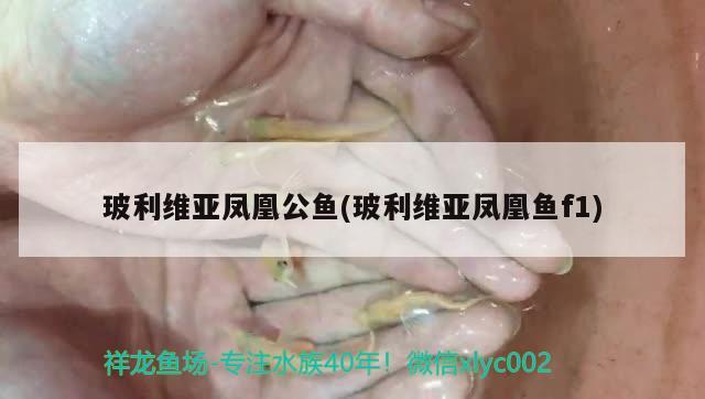 玻利维亚凤凰公鱼(玻利维亚凤凰鱼f1) 观赏鱼