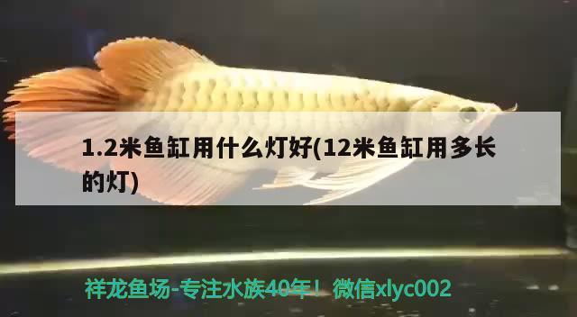 1.2米鱼缸用什么灯好(12米鱼缸用多长的灯)