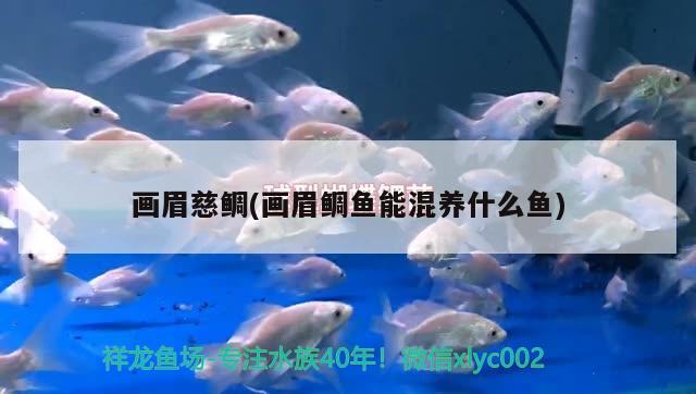 画眉慈鲷(画眉鲷鱼能混养什么鱼) 观赏鱼