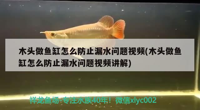 木头做鱼缸怎么防止漏水问题视频(木头做鱼缸怎么防止漏水问题视频讲解)