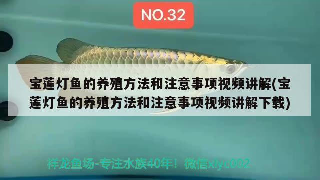 宝莲灯鱼的养殖方法和注意事项视频讲解(宝莲灯鱼的养殖方法和注意事项视频讲解下载)