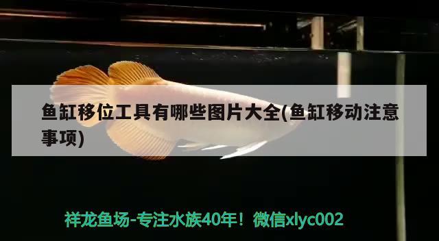 鱼缸移位工具有哪些图片大全(鱼缸移动注意事项) 广州水族批发市场