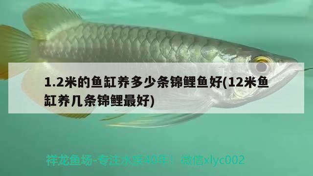 1.2米的鱼缸养多少条锦鲤鱼好(12米鱼缸养几条锦鲤最好)