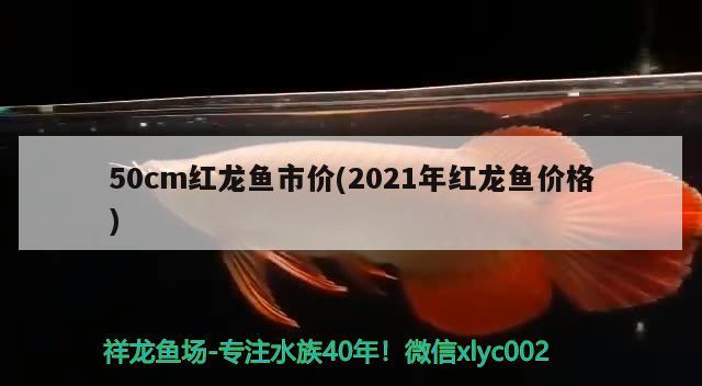 50cm红龙鱼市价(2021年红龙鱼价格) 观赏鱼