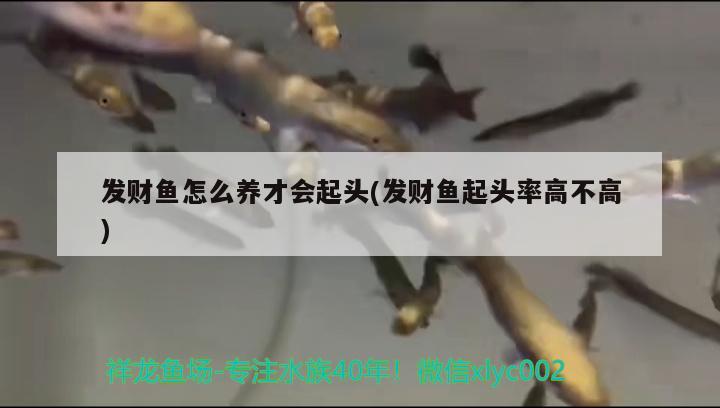 发财鱼怎么养才会起头(发财鱼起头率高不高) 观赏鱼