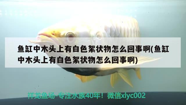 鱼缸中木头上有白色絮状物怎么回事啊(鱼缸中木头上有白色絮状物怎么回事啊)