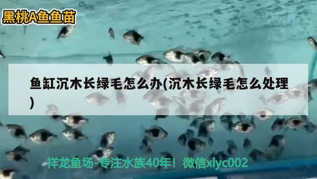 鱼缸沉木长绿毛怎么办(沉木长绿毛怎么处理) 祥龙水族滤材/器材