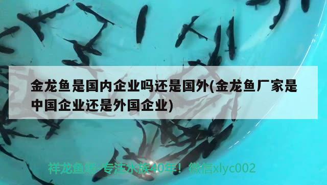 金龙鱼是国内企业吗还是国外(金龙鱼厂家是中国企业还是外国企业) 观赏鱼