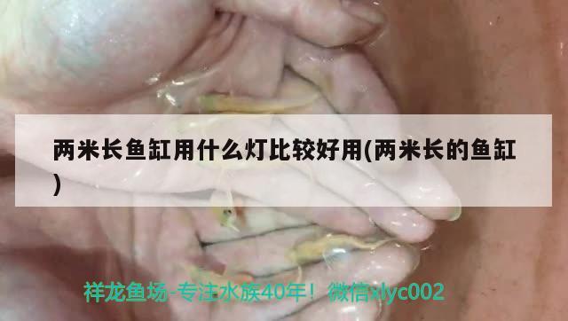 两米长鱼缸用什么灯比较好用(两米长的鱼缸) 白子黑帝王魟鱼