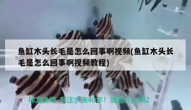 鱼缸木头长毛是怎么回事啊视频(鱼缸木头长毛是怎么回事啊视频教程) 黄金梦幻雷龙鱼