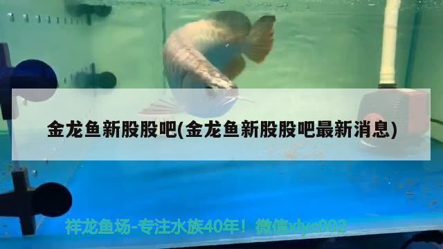 金龙鱼新股股吧(金龙鱼新股股吧最新消息) 观赏鱼