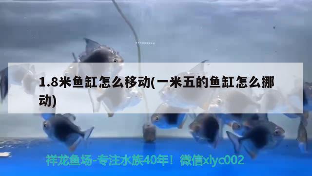 1.8米鱼缸怎么移动(一米五的鱼缸怎么挪动)