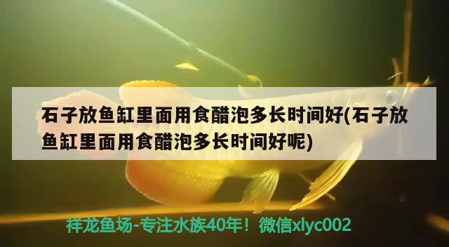 石子放鱼缸里面用食醋泡多长时间好(石子放鱼缸里面用食醋泡多长时间好呢)