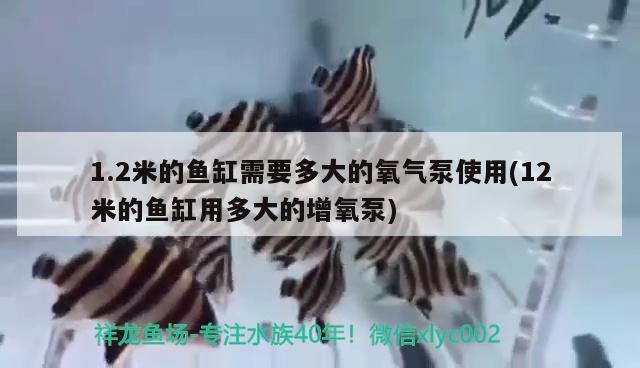 1.2米的鱼缸需要多大的氧气泵使用(12米的鱼缸用多大的增氧泵) 赤荔凤冠鱼