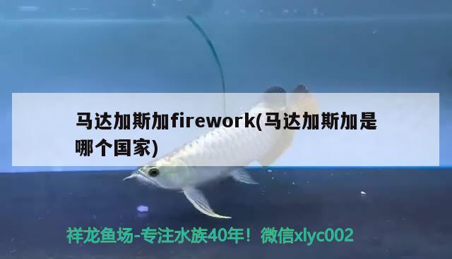 马达加斯加firework(马达加斯加是哪个国家) 观赏鱼