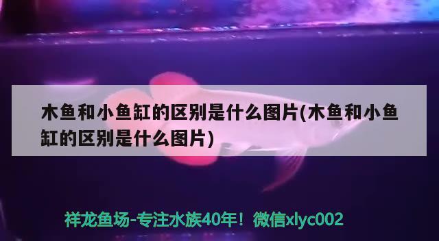 木鱼和小鱼缸的区别是什么图片(木鱼和小鱼缸的区别是什么图片) PH调节剂