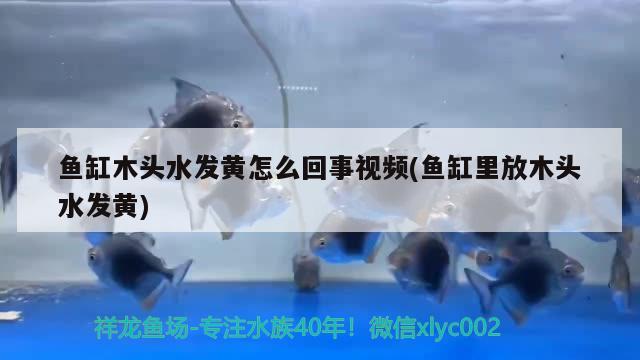 鱼缸木头水发黄怎么回事视频(鱼缸里放木头水发黄) 三间鼠鱼