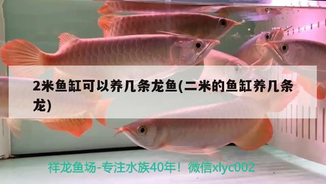 2米鱼缸可以养几条龙鱼(二米的鱼缸养几条龙) 帝王迷宫