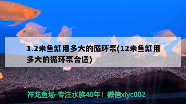 1.2米鱼缸用多大的循环泵(12米鱼缸用多大的循环泵合适) 月光鸭嘴鱼