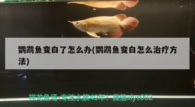 鹦鹉鱼变白了怎么办(鹦鹉鱼变白怎么治疗方法)