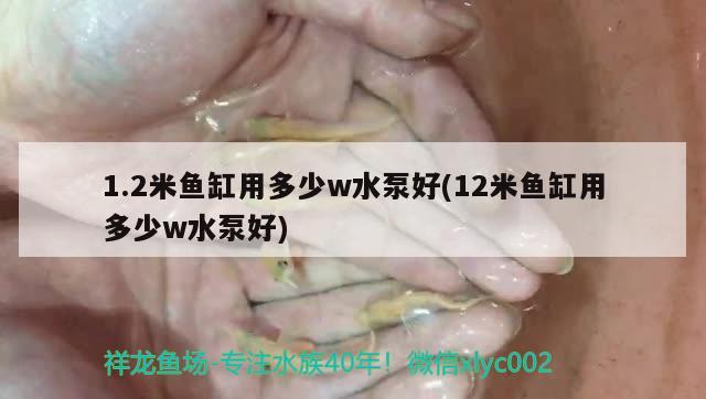 1.2米鱼缸用多少w水泵好(12米鱼缸用多少w水泵好)