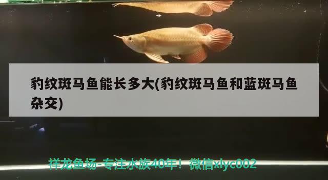 豹纹斑马鱼能长多大(豹纹斑马鱼和蓝斑马鱼杂交) 观赏鱼