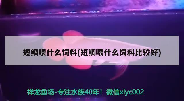 短鲷喂什么饲料(短鲷喂什么饲料比较好) 观赏鱼