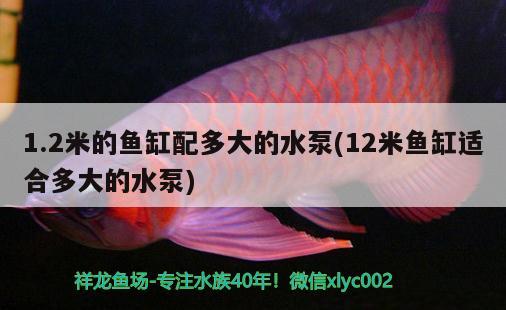 1.2米的鱼缸配多大的水泵(12米鱼缸适合多大的水泵) 黑桃A鱼苗