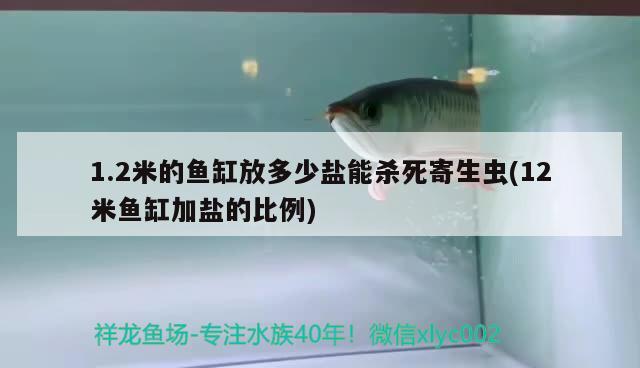 1.2米的鱼缸放多少盐能杀死寄生虫(12米鱼缸加盐的比例) 苏虎苗（苏门答腊虎鱼苗）