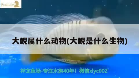 大鲵属什么动物(大鲵是什么生物)