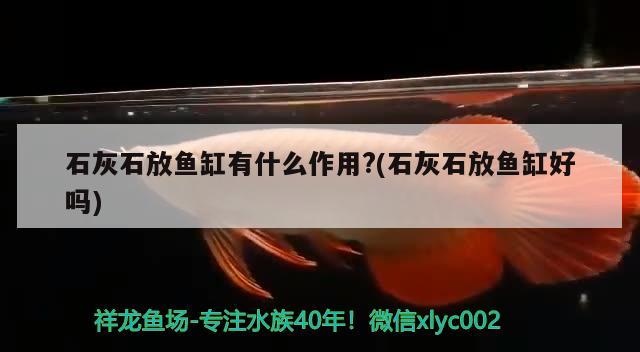 石灰石放鱼缸有什么作用?(石灰石放鱼缸好吗) 朱巴利鱼