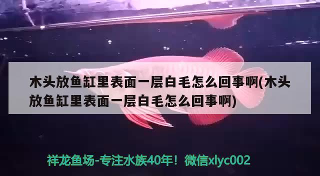 木头放鱼缸里表面一层白毛怎么回事啊(木头放鱼缸里表面一层白毛怎么回事啊)