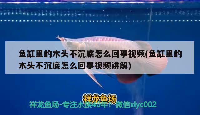 鱼缸里的木头不沉底怎么回事视频(鱼缸里的木头不沉底怎么回事视频讲解)