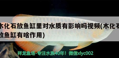 木化石放鱼缸里对水质有影响吗视频(木化石放鱼缸有啥作用)