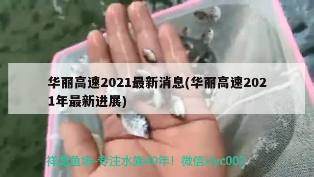 华丽高速2021最新消息(华丽高速2021年最新进展)