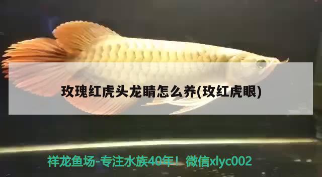 玫瑰红虎头龙睛怎么养(玫红虎眼) 观赏鱼 第2张