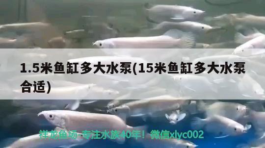 1.5米鱼缸多大水泵(15米鱼缸多大水泵合适) 狗仔招财猫鱼