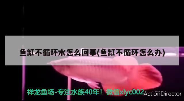 鱼缸不循环水怎么回事(鱼缸不循环怎么办) 2024第28届中国国际宠物水族展览会CIPS（长城宠物展2024 CIPS）