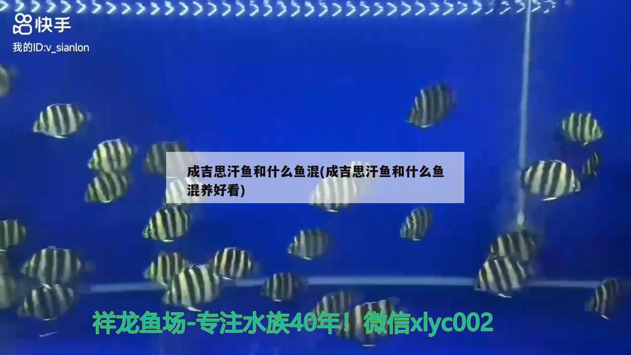 成吉思汗鱼和什么鱼混(成吉思汗鱼和什么鱼混养好看)