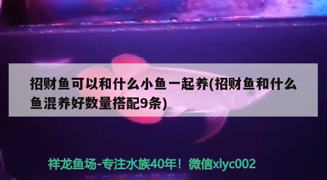 招财鱼可以和什么小鱼一起养(招财鱼和什么鱼混养好数量搭配9条) 观赏鱼