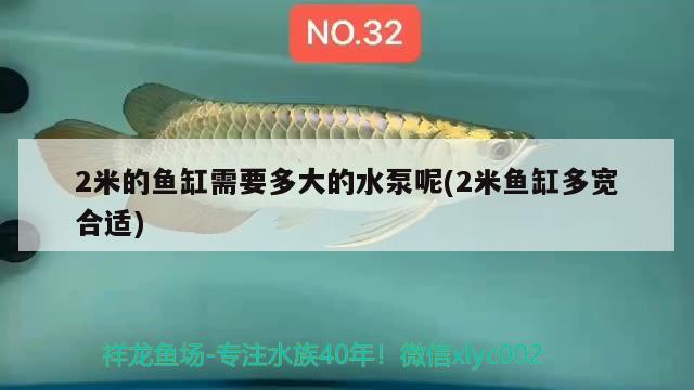 2米的鱼缸需要多大的水泵呢(2米鱼缸多宽合适) 黑云鱼