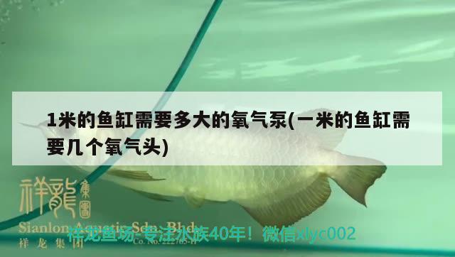 1米的鱼缸需要多大的氧气泵(一米的鱼缸需要几个氧气头) 申古银版鱼