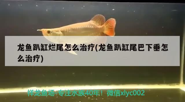 龙鱼趴缸烂尾怎么治疗(龙鱼趴缸尾巴下垂怎么治疗) 观赏鱼