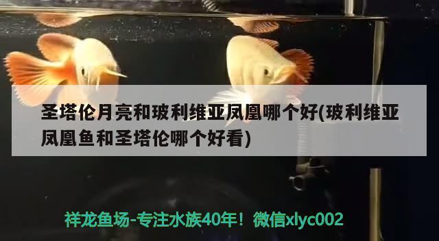 圣塔伦月亮和玻利维亚凤凰哪个好(玻利维亚凤凰鱼和圣塔伦哪个好看)