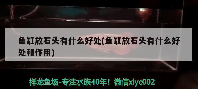 鱼缸放石头有什么好处(鱼缸放石头有什么好处和作用)