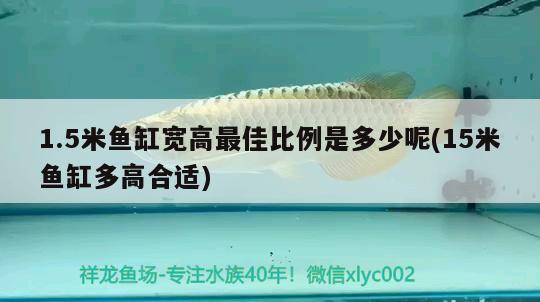 1.5米鱼缸宽高最佳比例是多少呢(15米鱼缸多高合适) 双线侧鱼